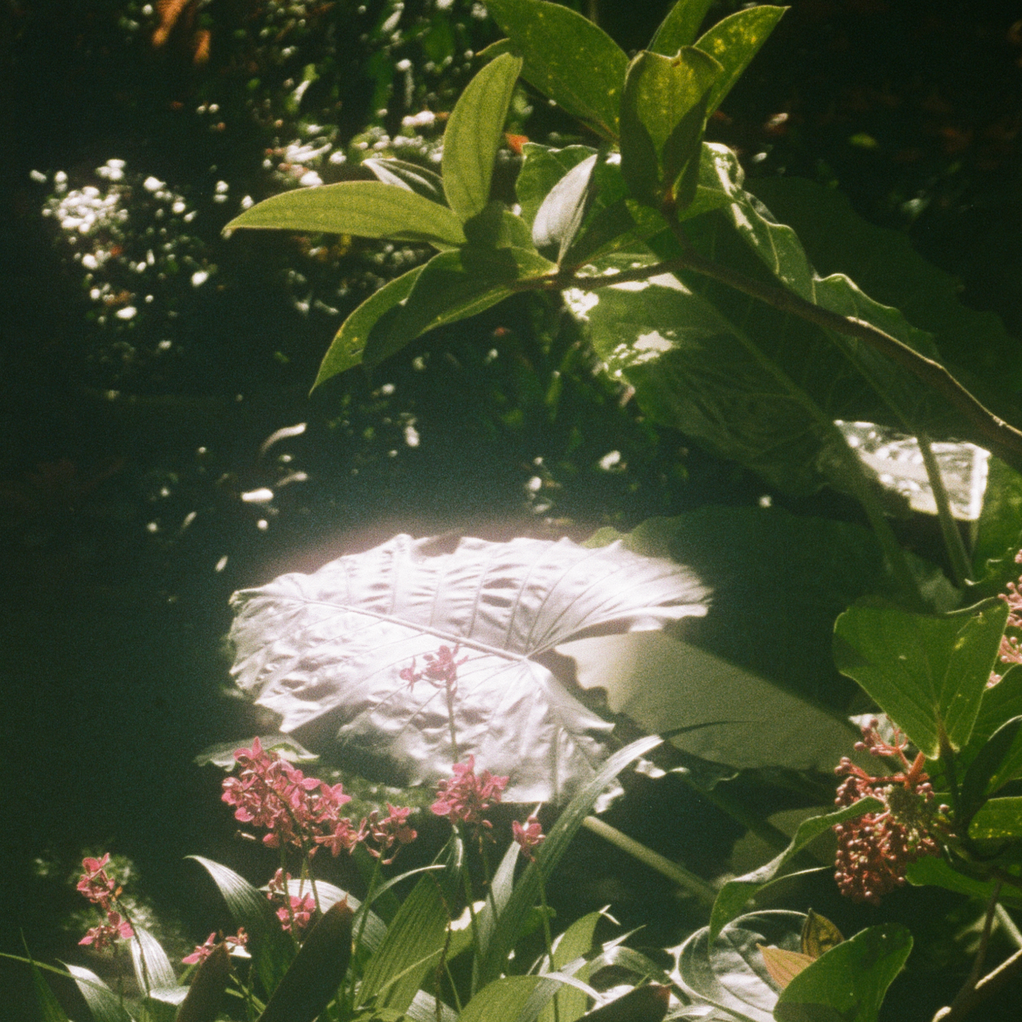 Hunte’s Garden
