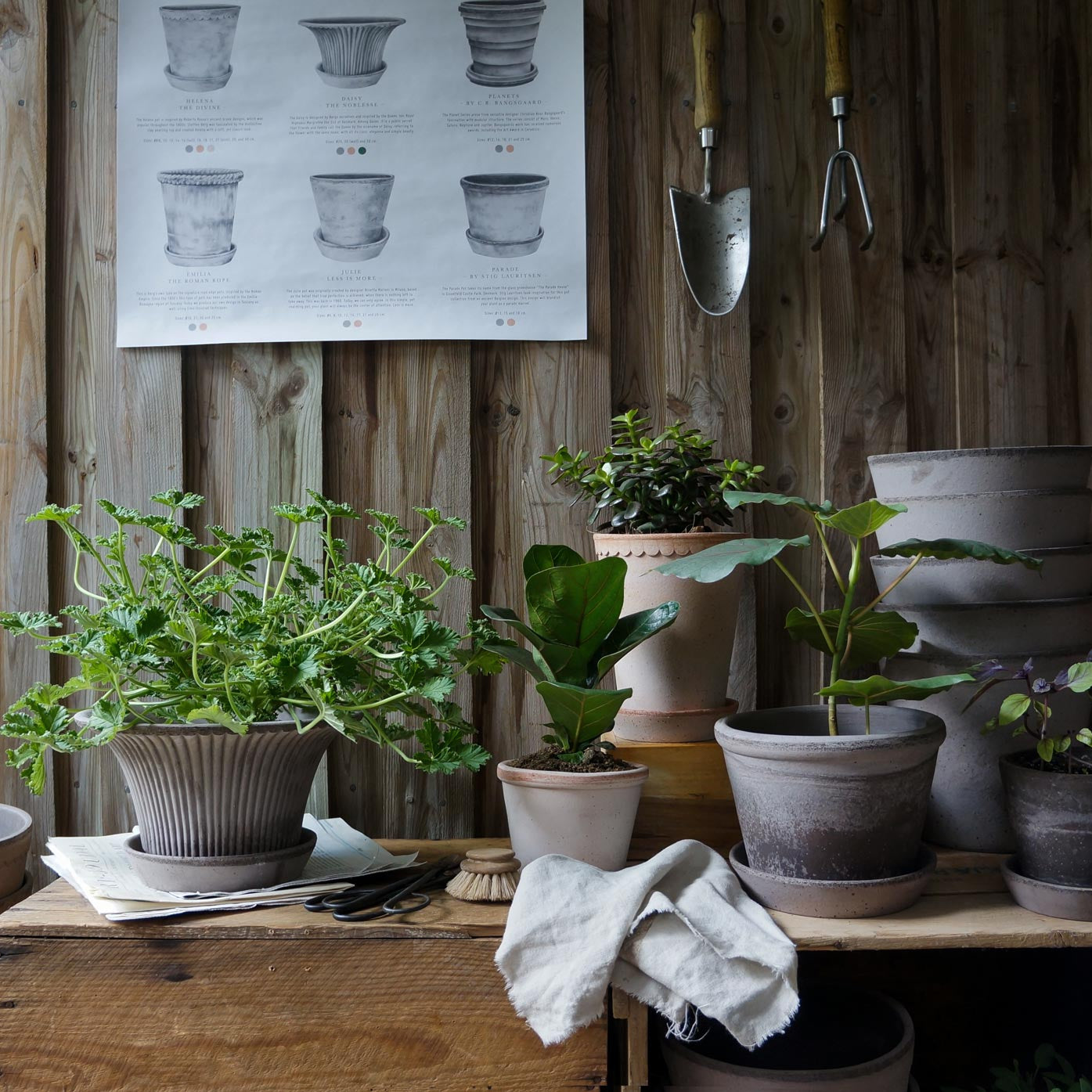 How to Grow Thriving Plants in Terracotta Pots