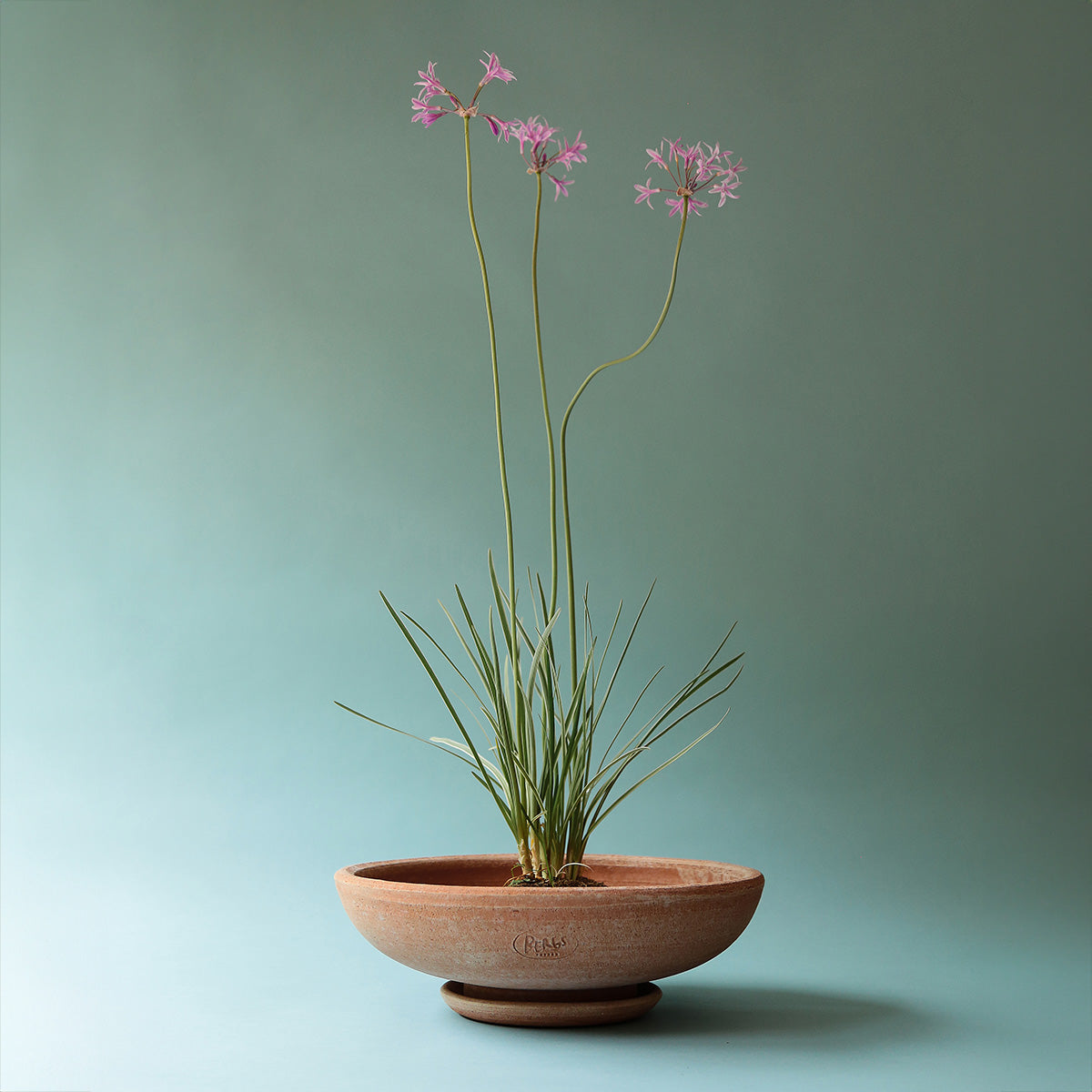 Goodee Potter-Ada Ø30 Bol et soucoupe - Couleur - Raw Rosa