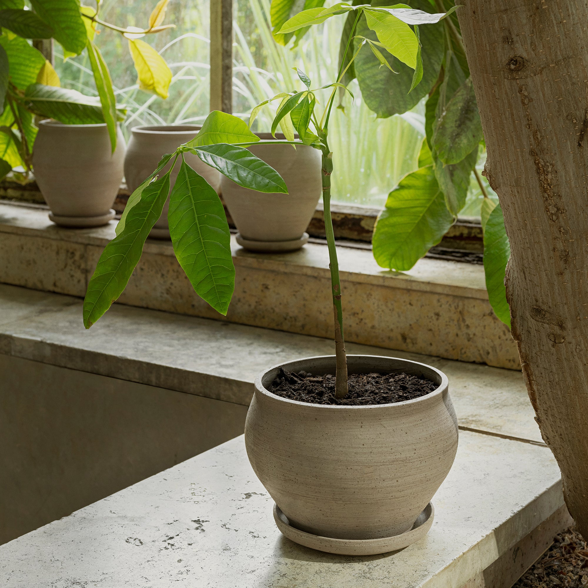 Goodee-Bergs Potter-Delphi Ø24 Low Planter & Saucer - Color - Raw Grey
