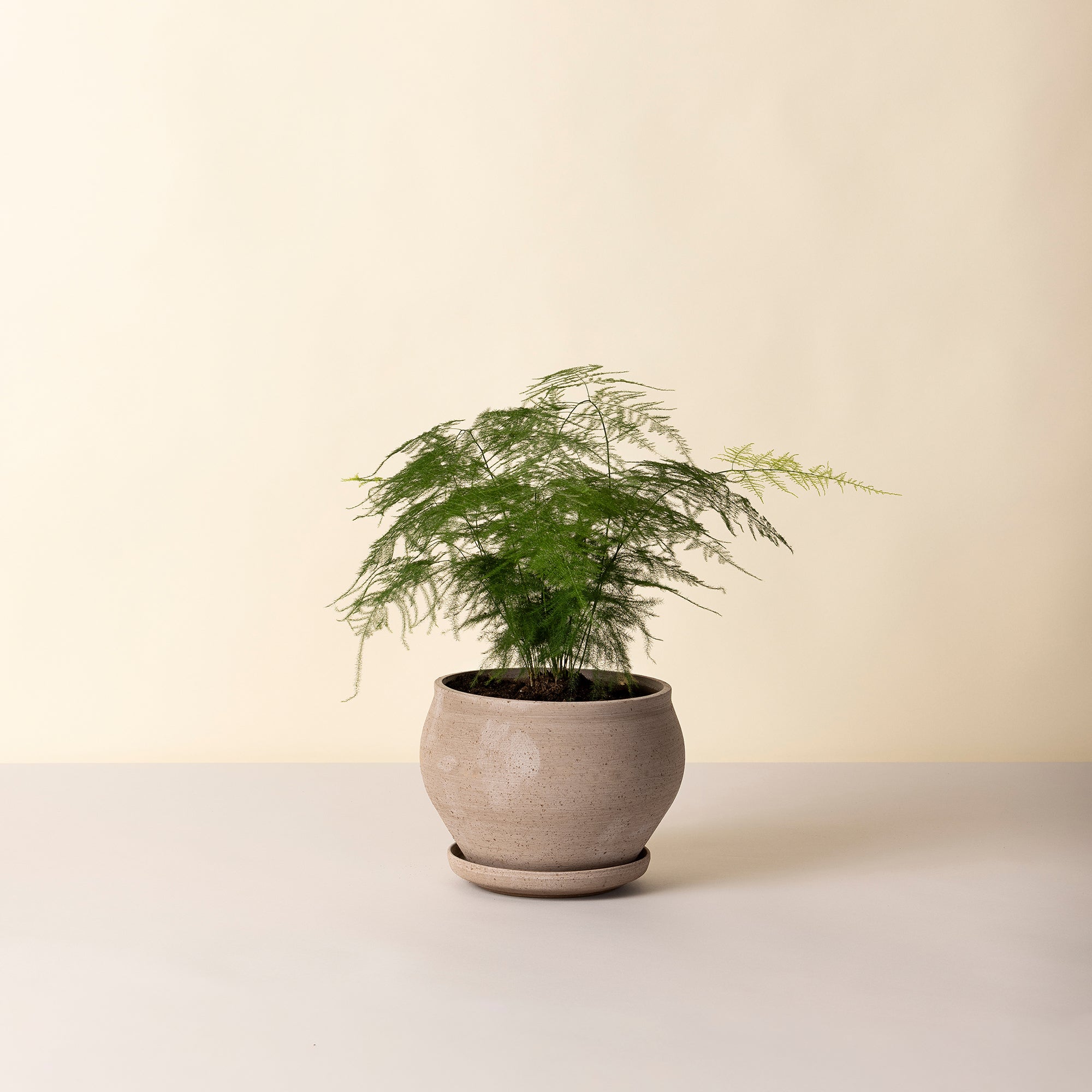 Goodee-Bergs Potter-Delphi Ø24 Low Planter & Saucer - Color - Raw Grey