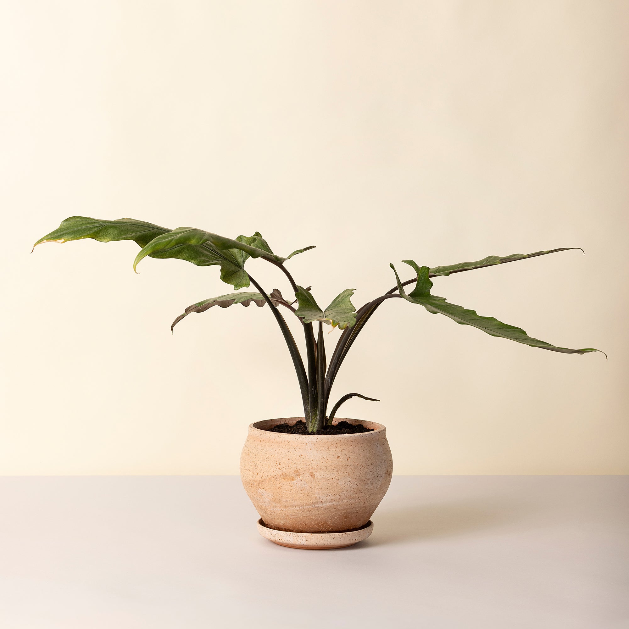 Goodee-Bergs Potter-Delphi Ø24 Low Planter & Saucer - Color - Raw Rosa