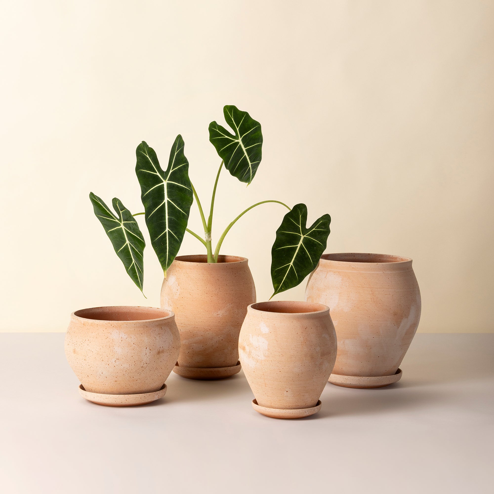 Goodee-Bergs Potter-Delphi Planter & Saucer - Color - Raw Rosa