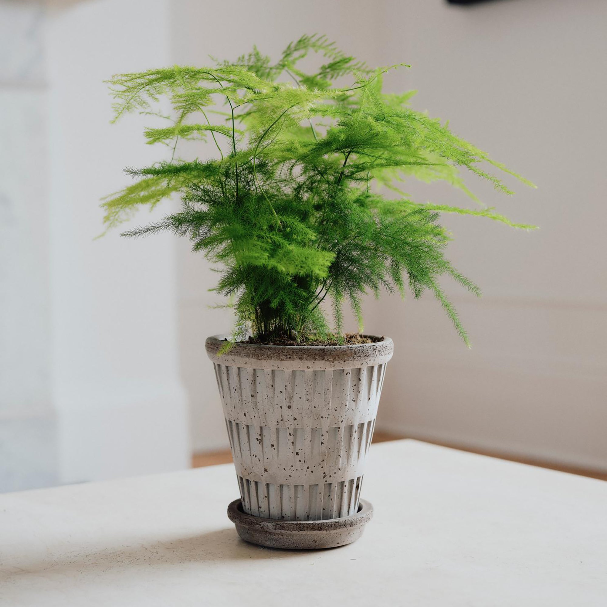 Goodee-Bergs Potter-Pantheon Ø14 Planter & Saucer - Color - Raw Grey