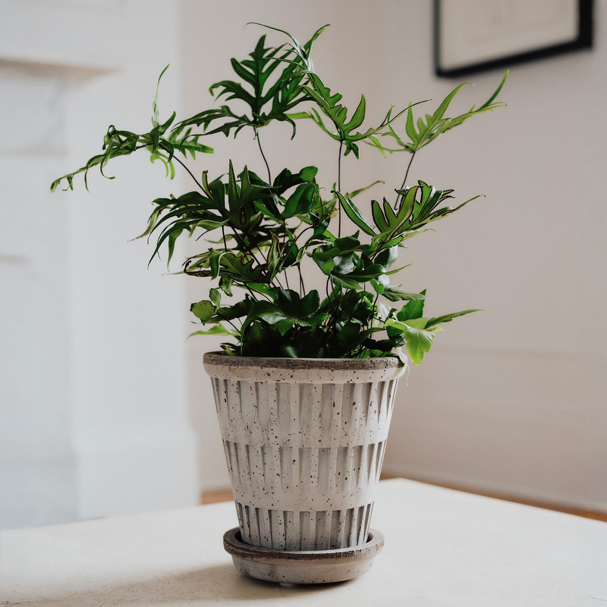 Goodee-Bergs Potter-Pantheon Ø14 Planter & Saucer - Color - Raw Grey