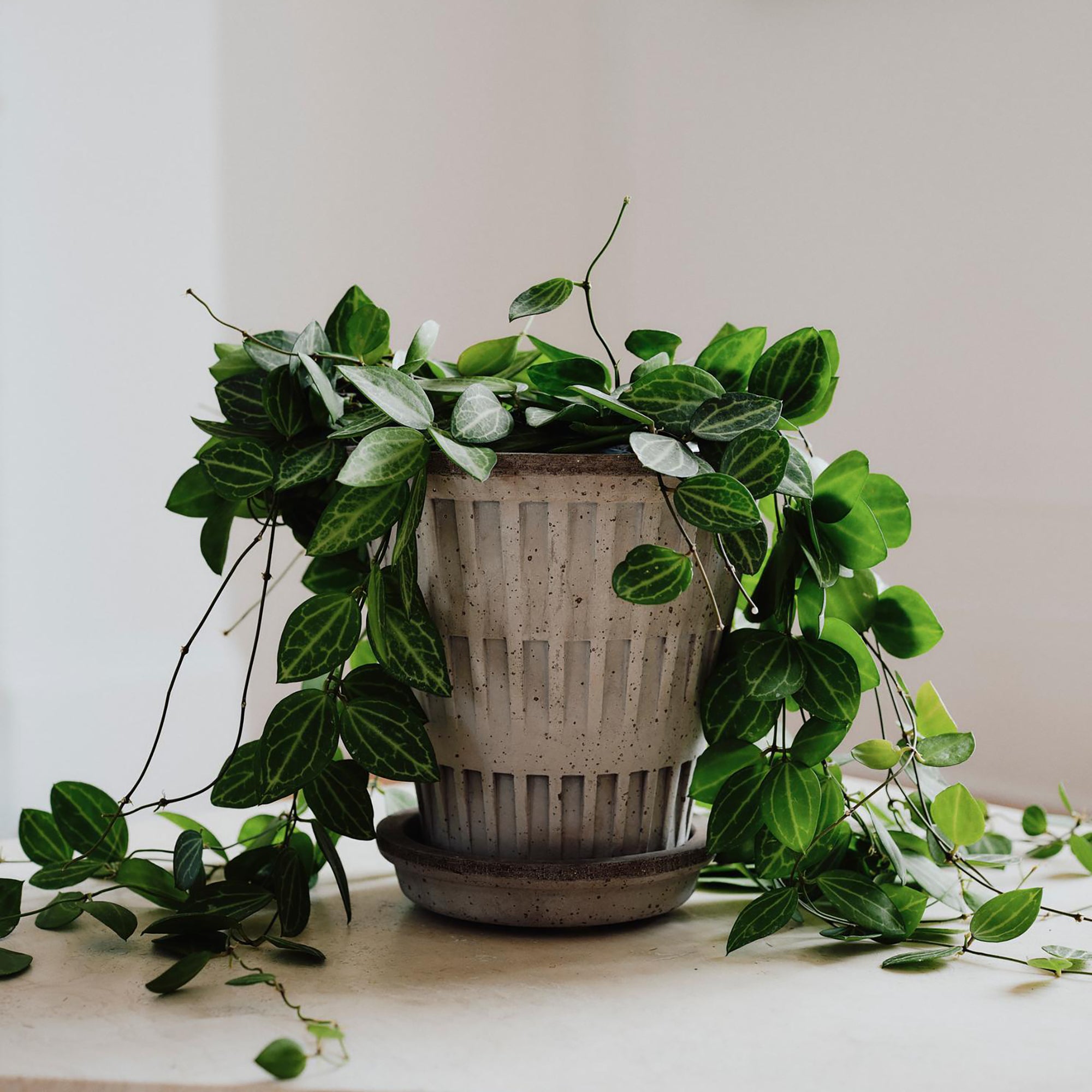 Goodee-Bergs Potter-Pantheon Ø14 Planter & Saucer - Color - Raw Grey