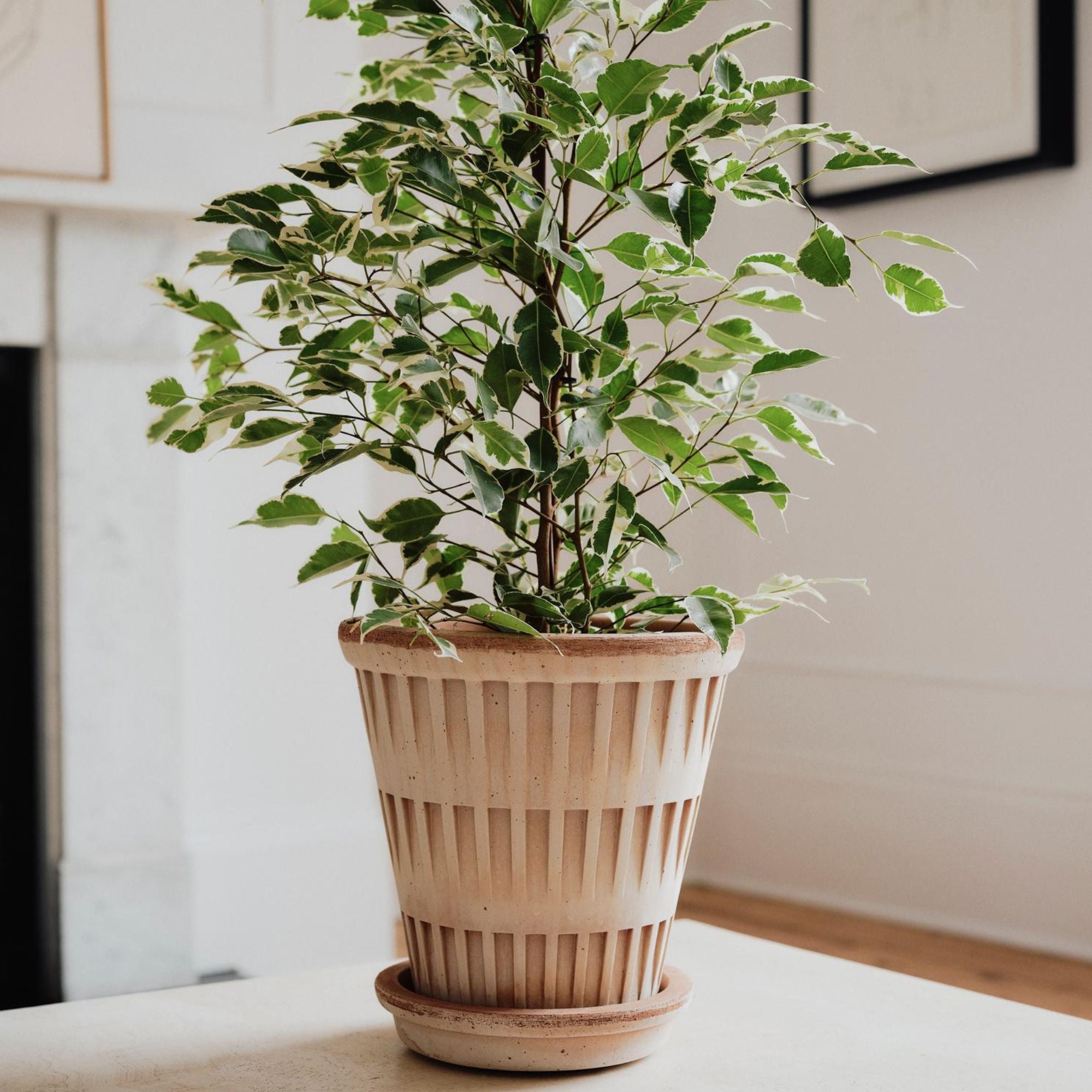 Goodee-Bergs Potter-Pantheon Ø14 Planter & Saucer - Color - Raw Rosa