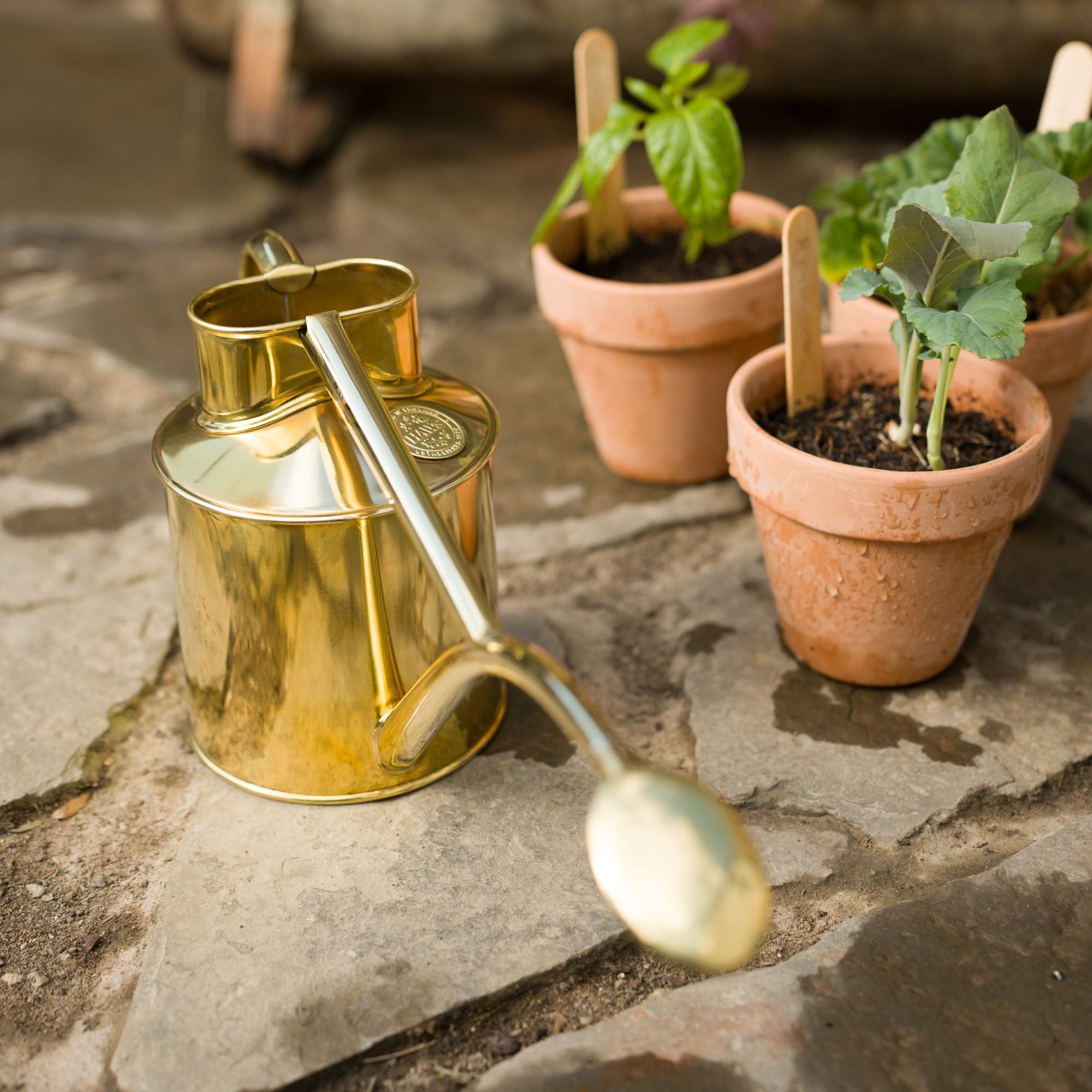 Goodee-Haws-The Rowley Ripple (Two Pint) - Color - Brass