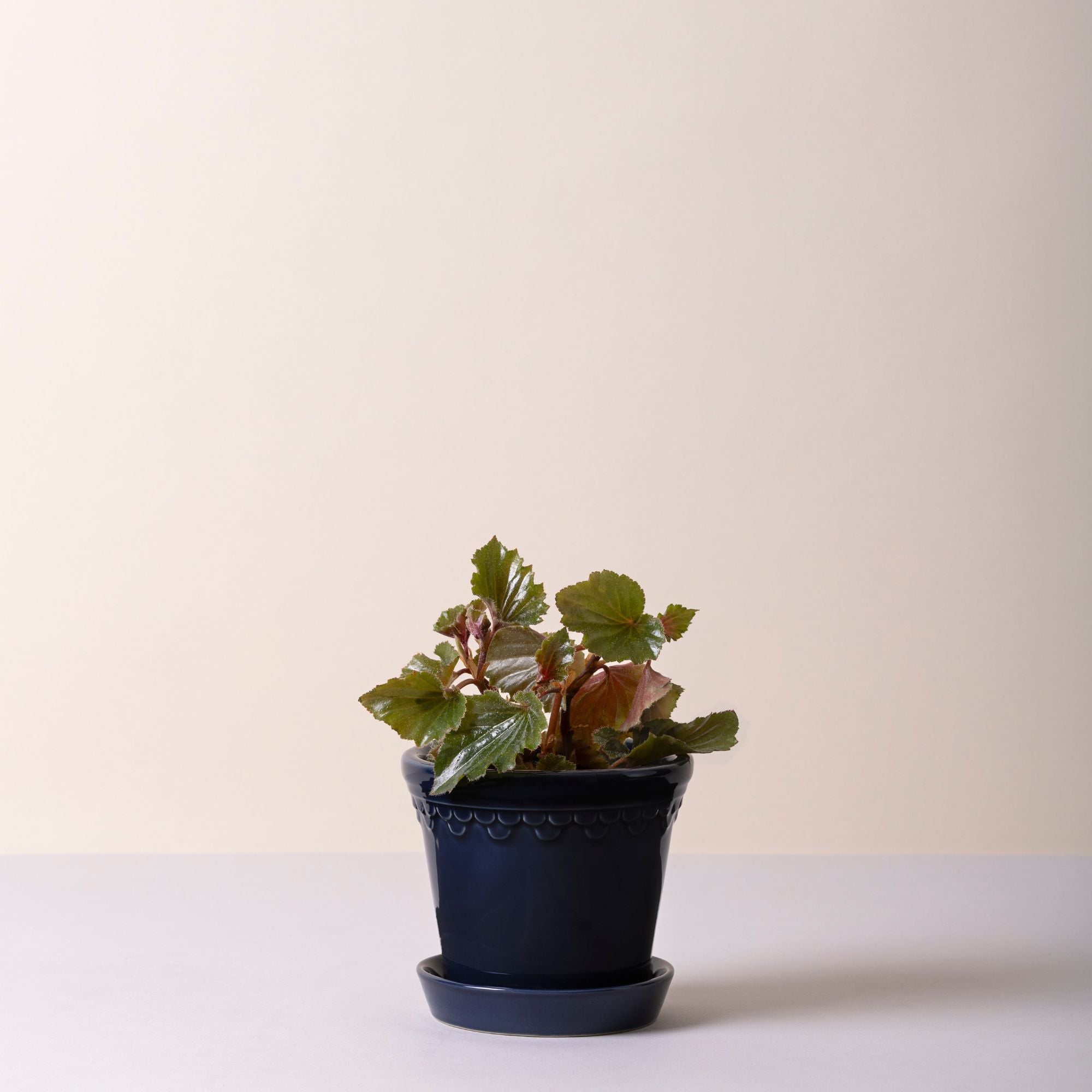 Goodee-Bergs Potter-Copenhagen Ø14 Planter & Saucer - Color - Sapphire Blue Glazed