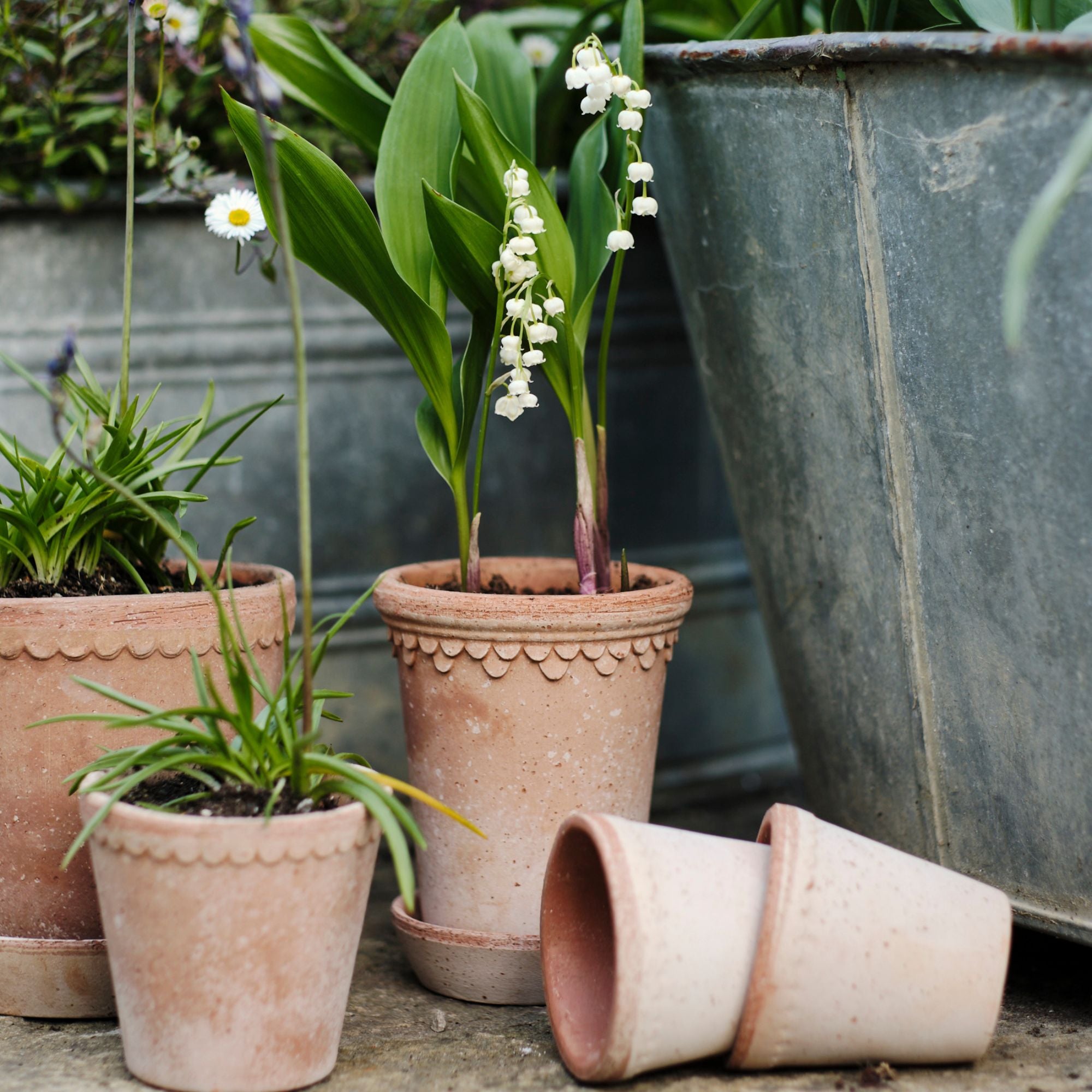Goodee-Bergs Potter-Copenhagen Ø18 Tall Planter & Saucer - Color - Raw Rosa