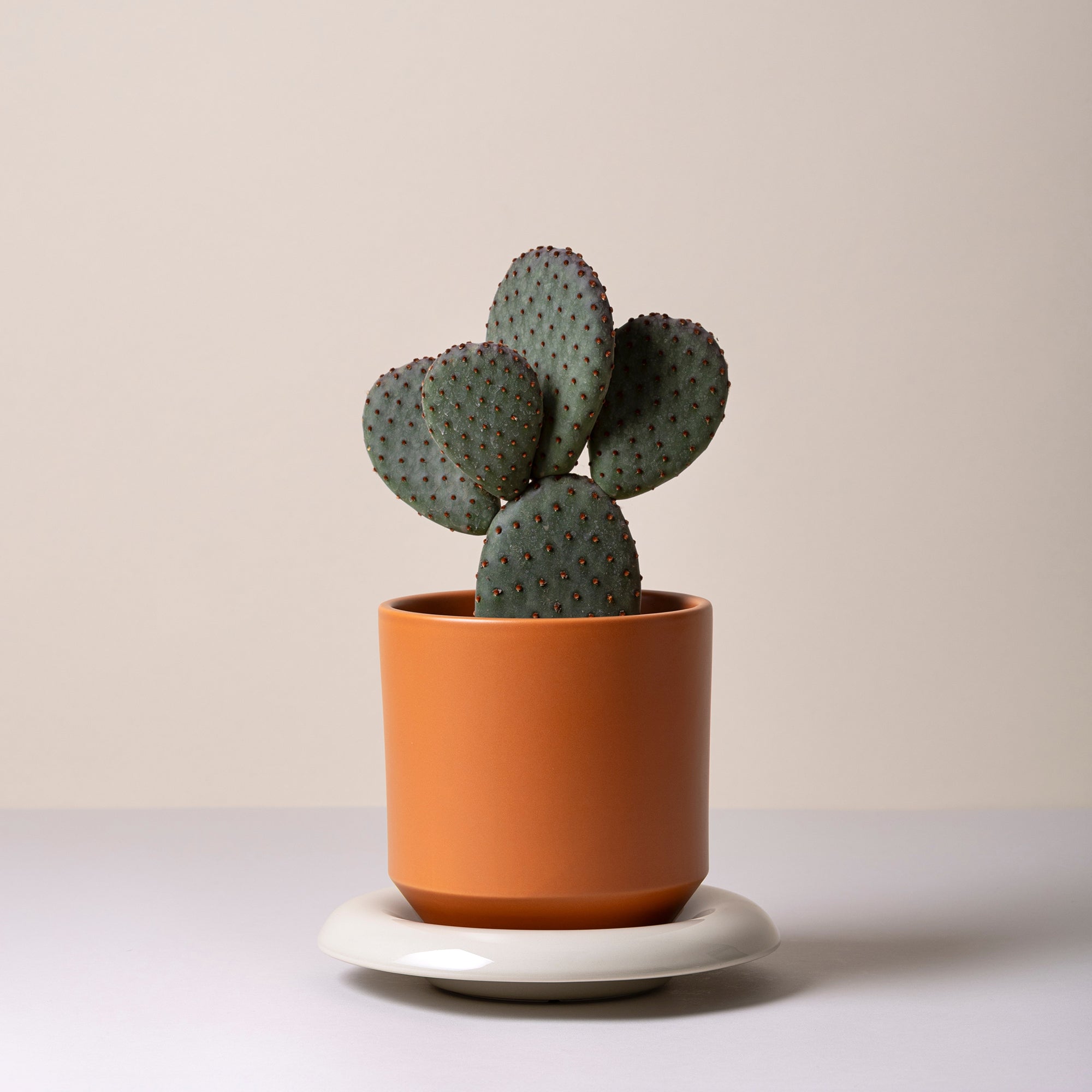 Goodee-Bergs Potter-Lily Ø14 Saucer & Planter - Color - Sandstone Glazed