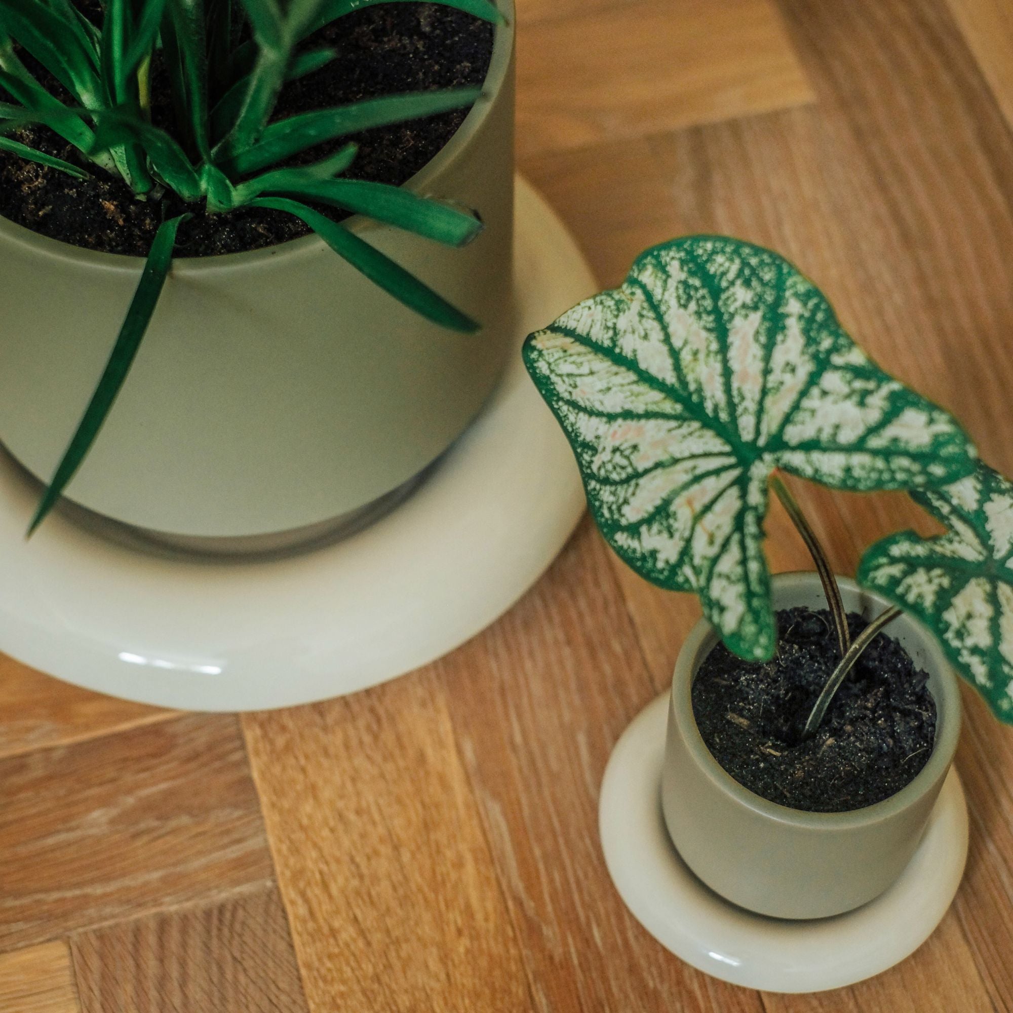 Goodee-Bergs Potter-Lily Ø14 Saucer - Color - Sandstone Glazed
