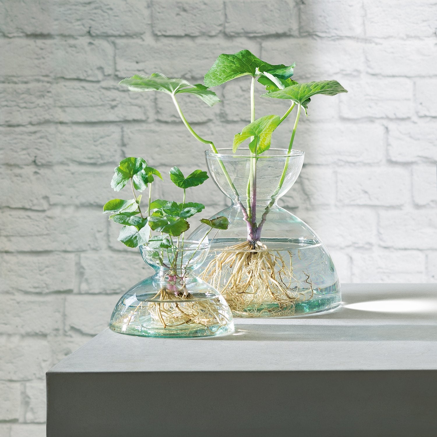 Goodee-LSA International-Canopy Vase
