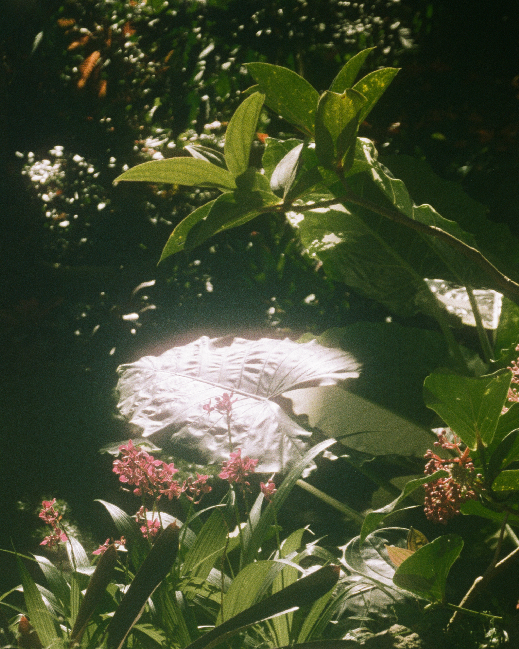 Hunte’s Garden