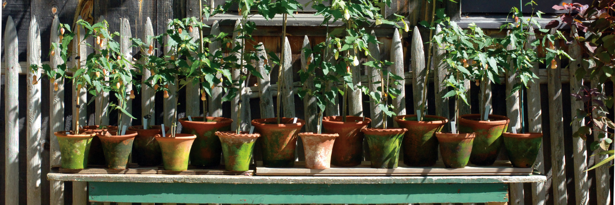 Campo de' Fiori