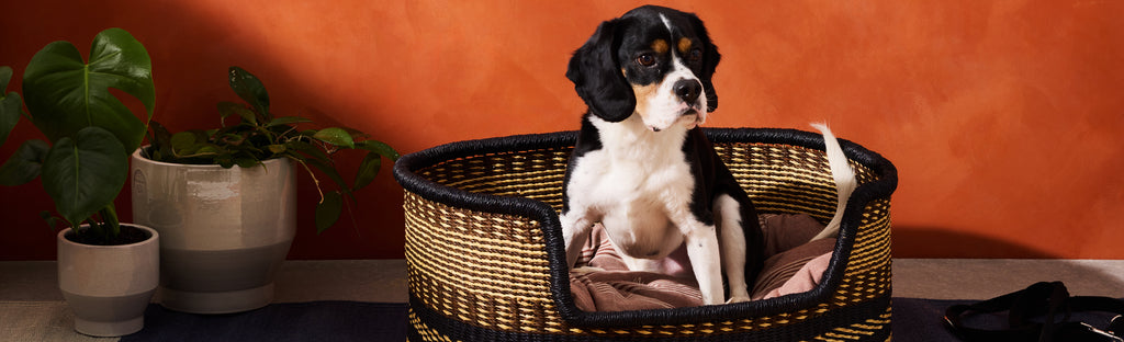 Animaux de compagnie