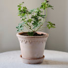 Goodee-Bergs Potter-Copenhagen Ø14 Planter & Saucer - Color - Raw Rosa