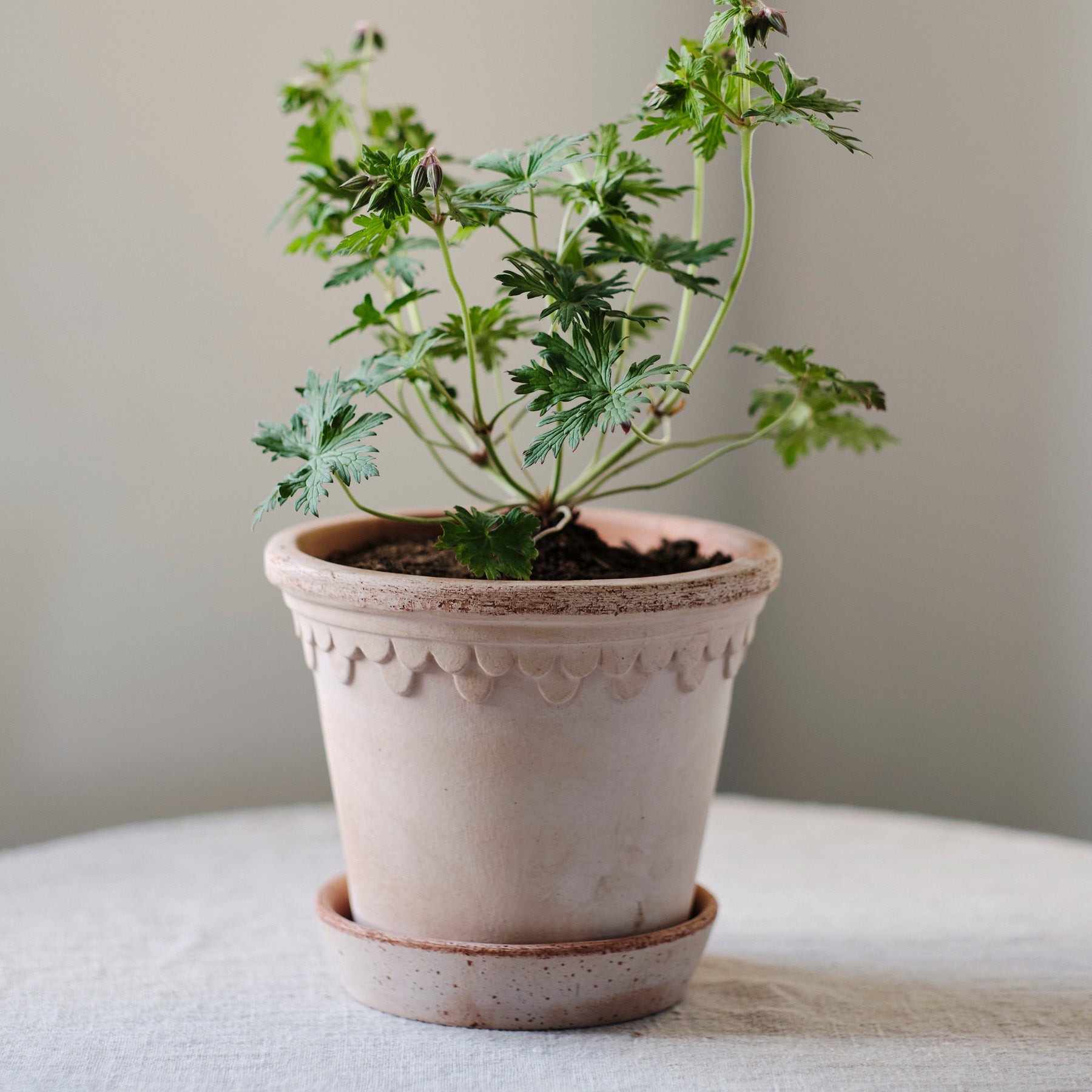C*Y様 Bergs Potter Copenhagen Mineral Whi Copenhagen Pot With Saucer Mineral White, Ø11 cm | RoyalDesign