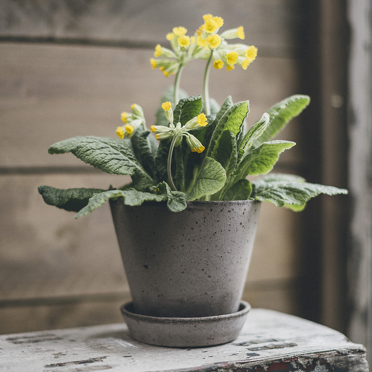 Goodee-Bergs Potter-Julie Ø17 Planter & Saucer - Color - Raw Grey