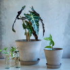 Goodee-Bergs Potter-Julie Ø21 Planter & Saucer - Color - Raw Grey