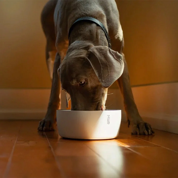 Goodee-Miir-Stainless Steel Dog Bowl - Color - White