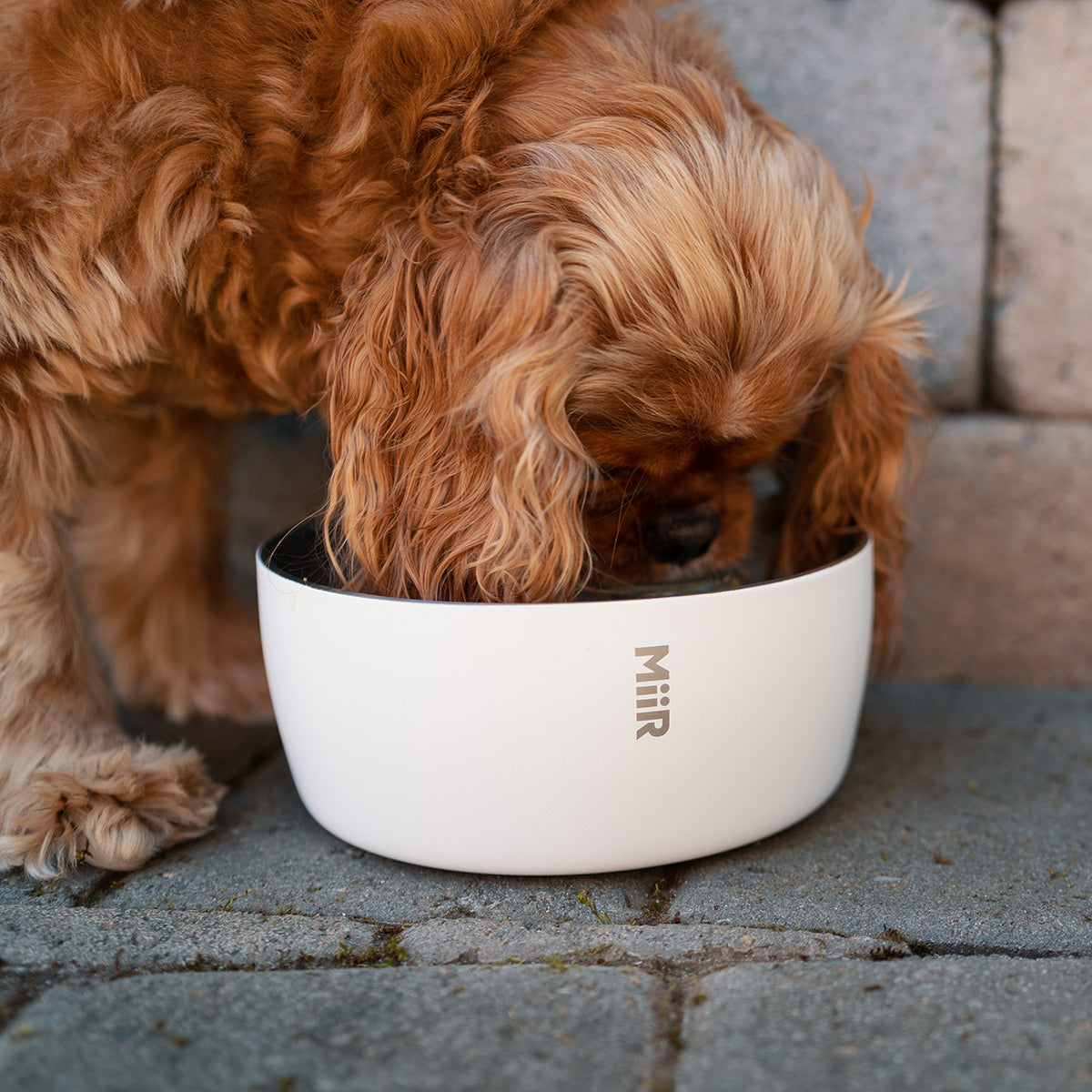Goodee-Miir-Stainless Steel Dog Bowl - Color - White