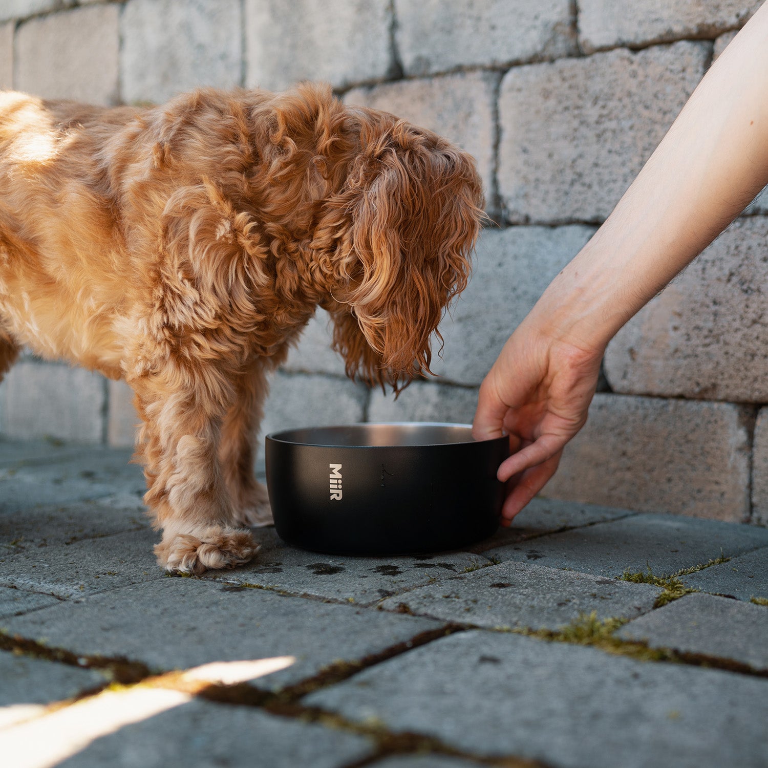 Goodee-Miir-Stainless Steel Dog Bowl - Color - Black