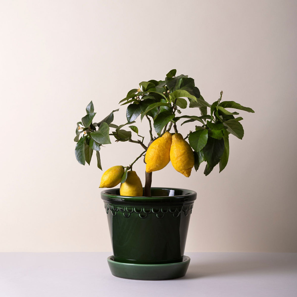 Goodee-Bergs Potter-Copenhagen Ø18 Planter & Saucer - Color - Emerald Glazed