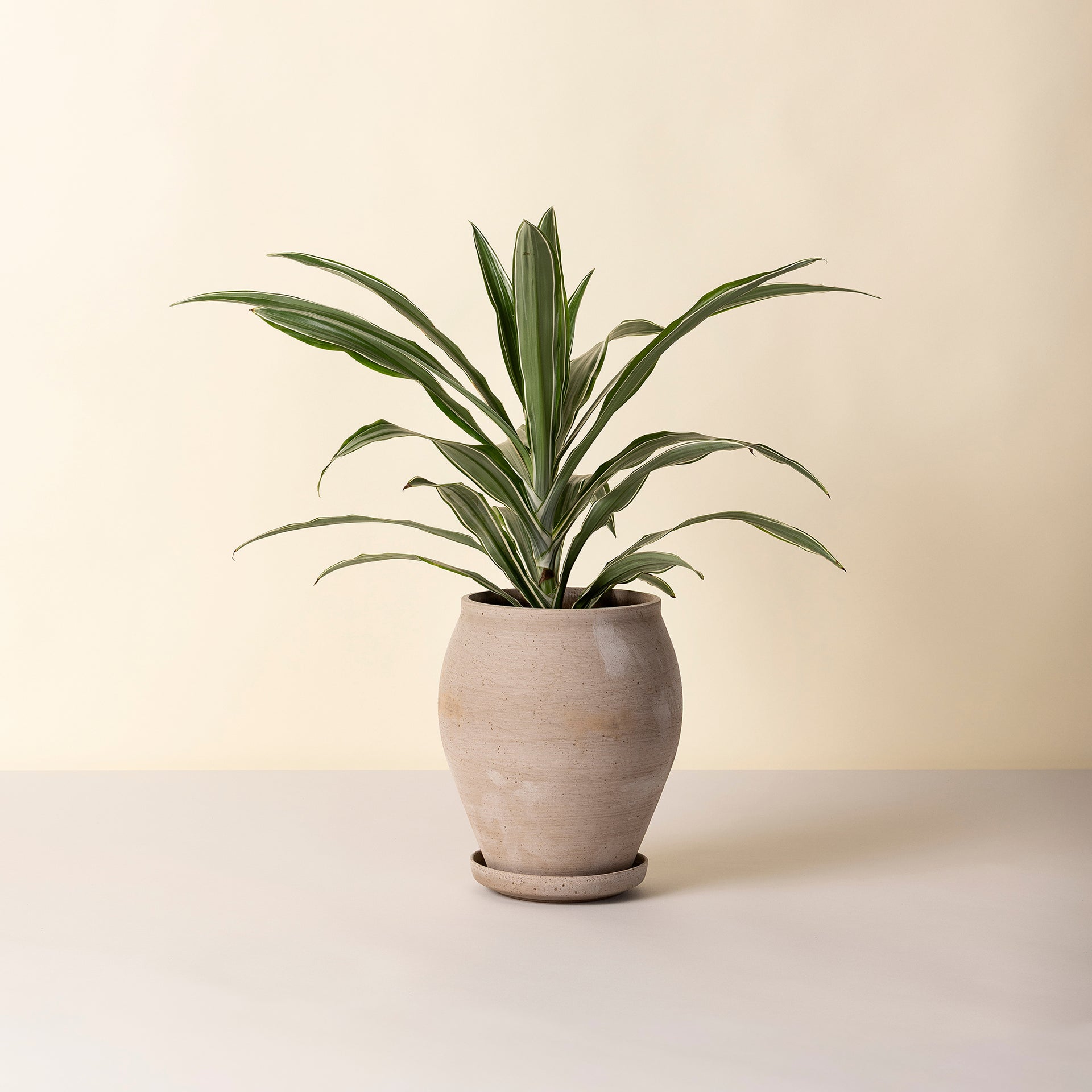 gigadgets plant pot Delphi Ø22 Tall Planter & Saucer – Goodee