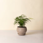 Goodee-Bergs Potter-Delphi Ø24 Low Planter & Saucer - Color - Raw Grey