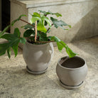 Goodee-Bergs Potter-Delphi Planter & Saucer - Color - Raw Grey
