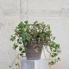 Goodee-Bergs Potter-Julie Ø30 Planter & Saucer - Color - Raw Grey