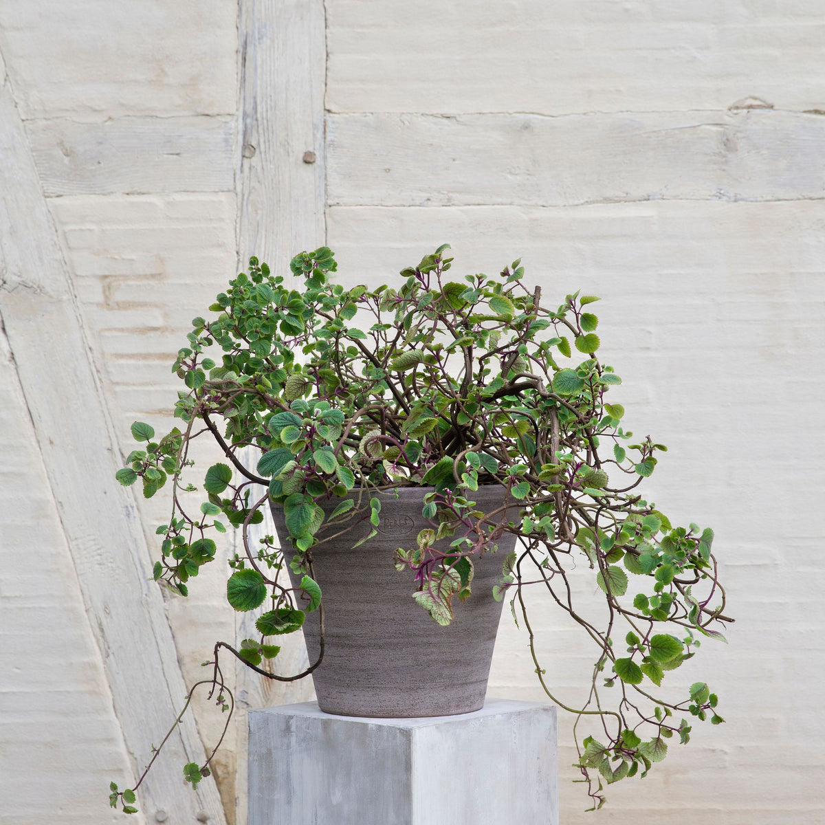 Goodee-Bergs Potter-Julie Ø30 Planter & Saucer - Color - Raw Grey