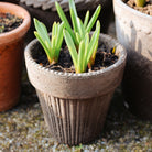 Goodee-Bergs Potter-Simona Ø18 Planter & Saucer Gift Set - Color - Raw Grey