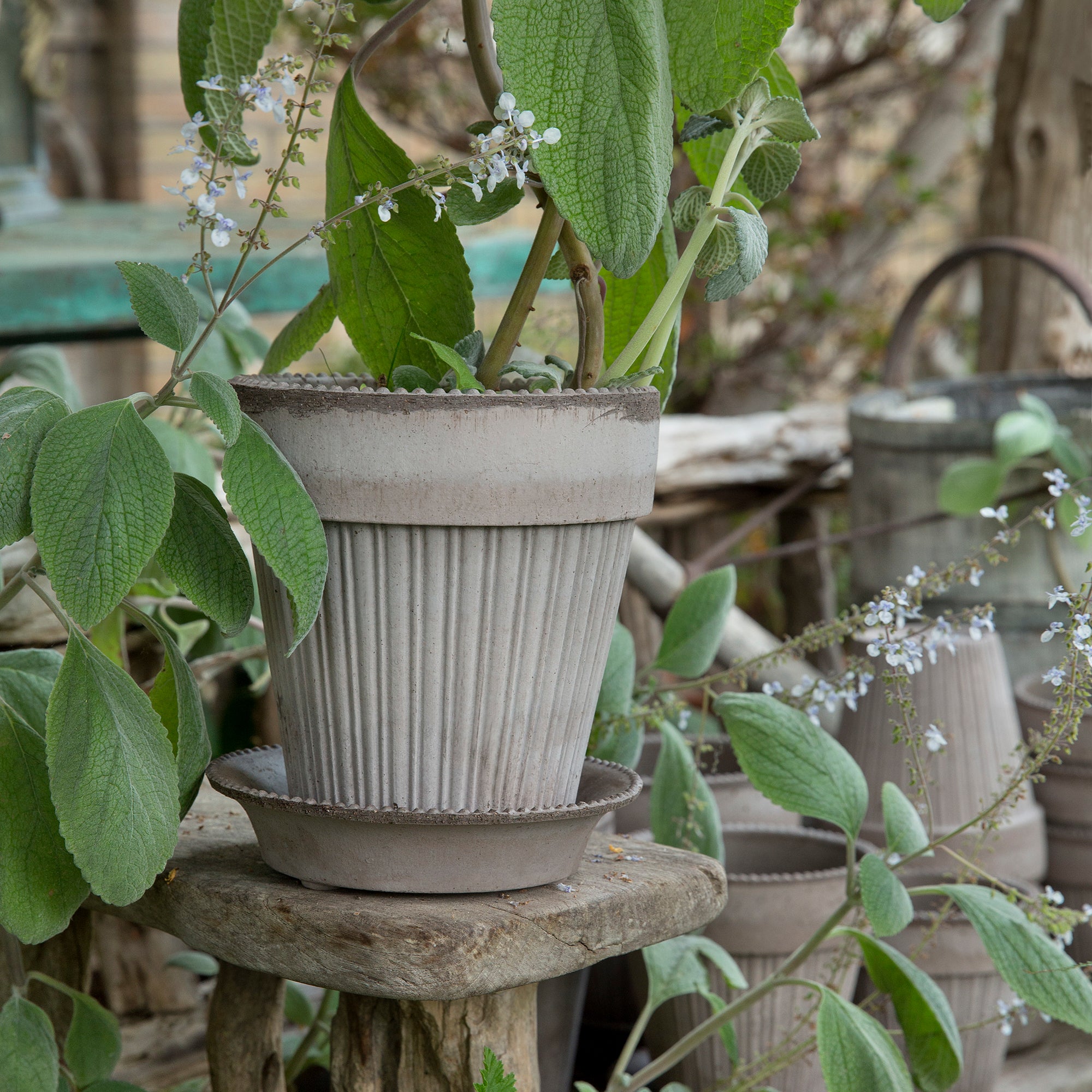 Goodee-Bergs Potter-Simona Ø18 Planter & Saucer Gift Set - Color - Raw Grey