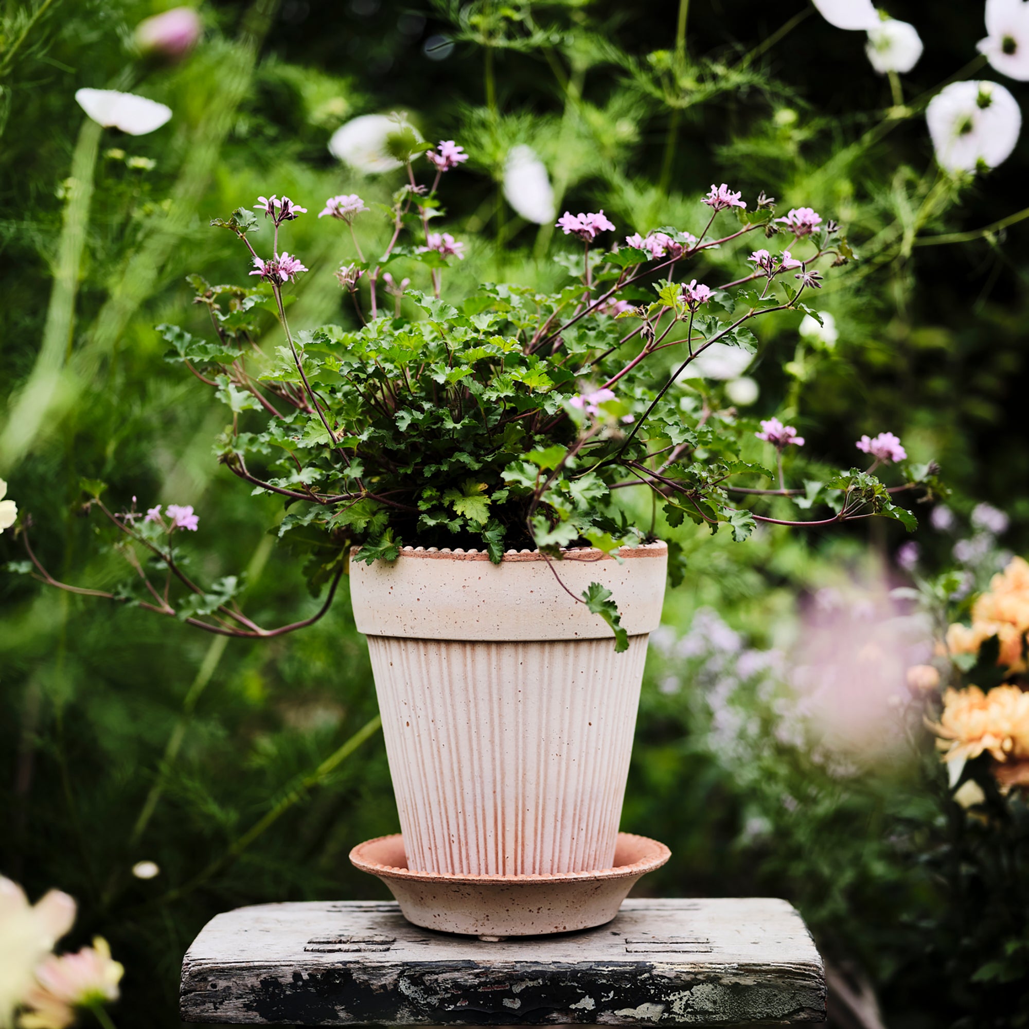 Goodee-Bergs Potter-Simona Ø18 Planter & Saucer Gift Set - Color - Raw Rosa