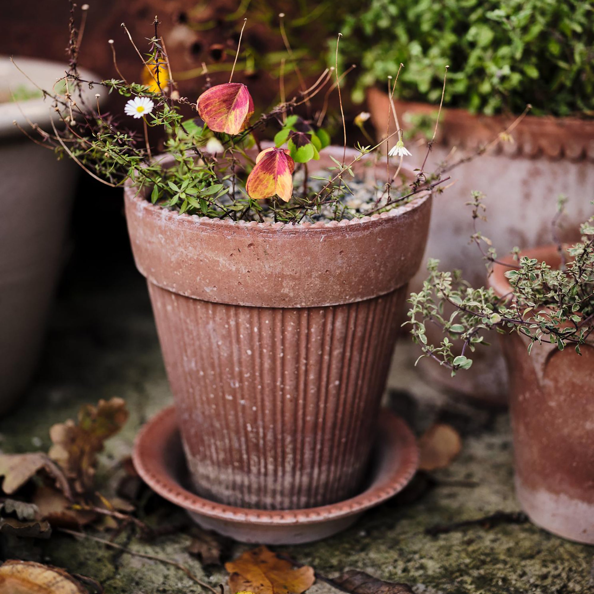 Goodee-Bergs Potter-Simona Ø18 Planter & Saucer Gift Set - Color - Raw Rosa