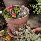 Goodee-Bergs Potter-Simona Ø18 Planter & Saucer Gift Set - Color - Raw Rosa