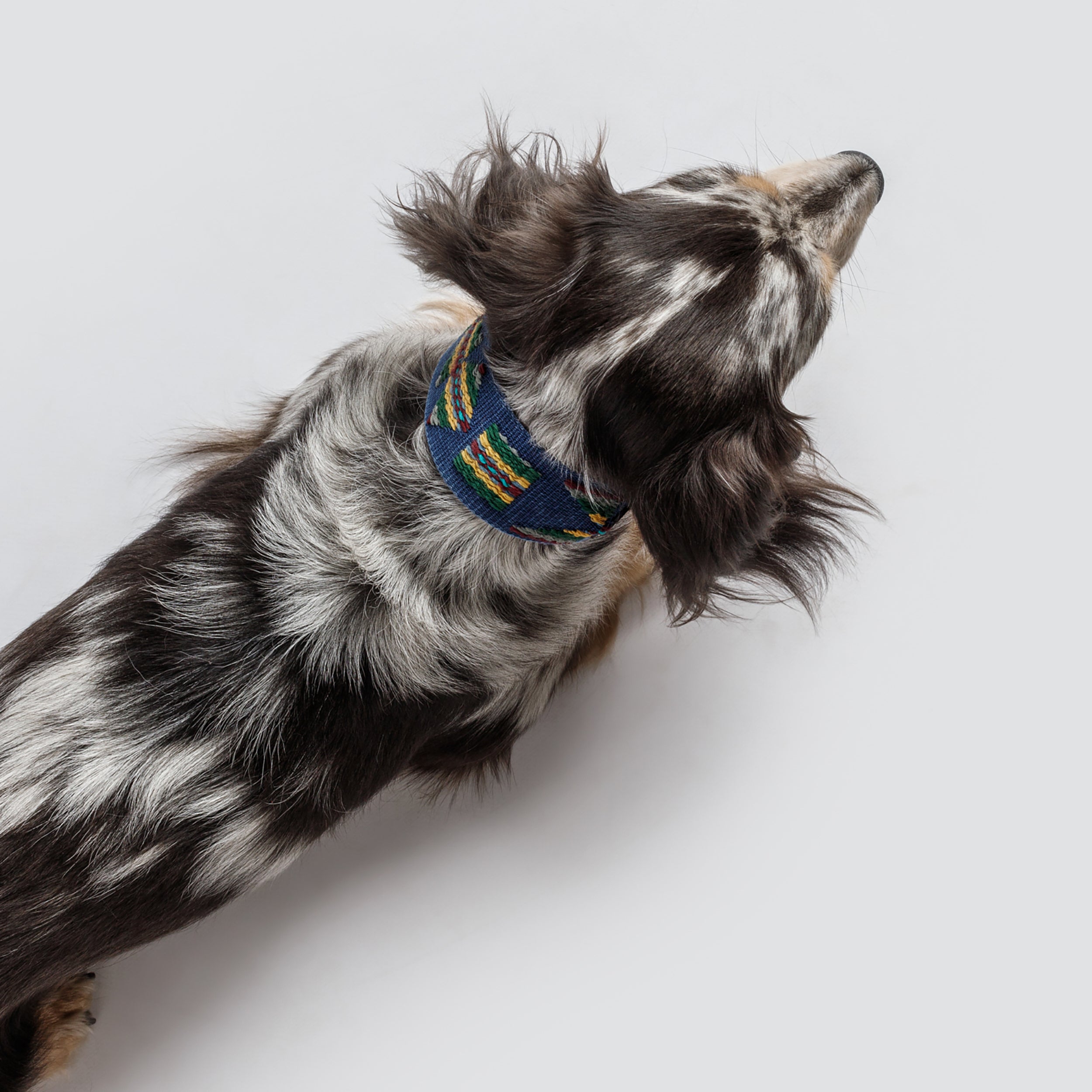 Buddys Etna ハーネス Buddys Etna 首輪 Green | 愛犬の首輪ならLutie