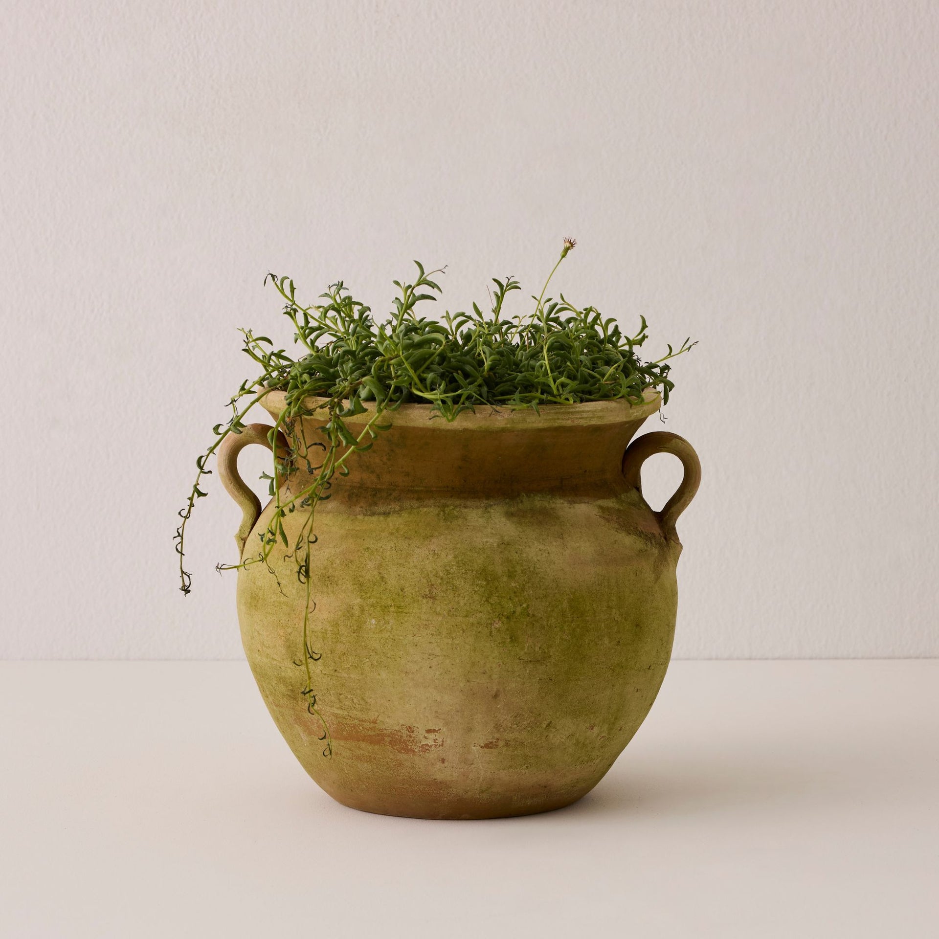 urn pot plant Campo de' Fiori Aged Allende Urn Planter - Medium