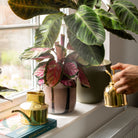 Goodee-Haws-The Fazeley Flow (One Pint) - Color - Brass