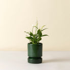 Goodee-Bergs Potter-Hoff Planter 14 - Color - Emerald Glazed