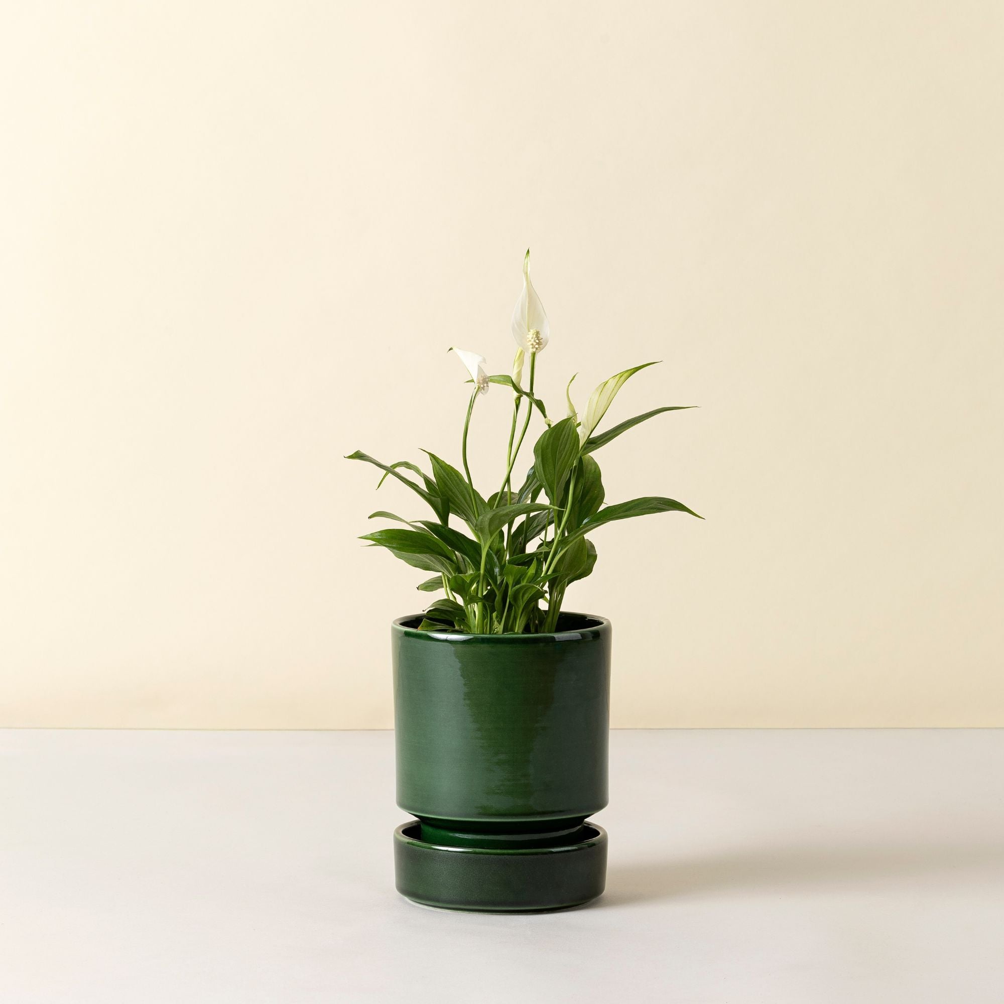 Goodee-Bergs Potter-Hoff Planter 14 - Color - Emerald Glazed