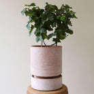 Goodee-Bergs Potter-Hoff Ø18 SaucerHoff Ø18 Saucer - Color - Raw Rosa