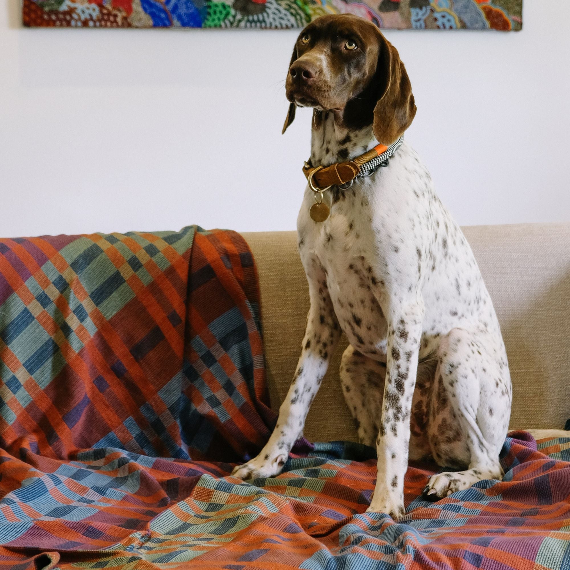 Goodee-Mungo-Fido Woven Cotton Dog Blanket- Stella - Large - Color - Stella