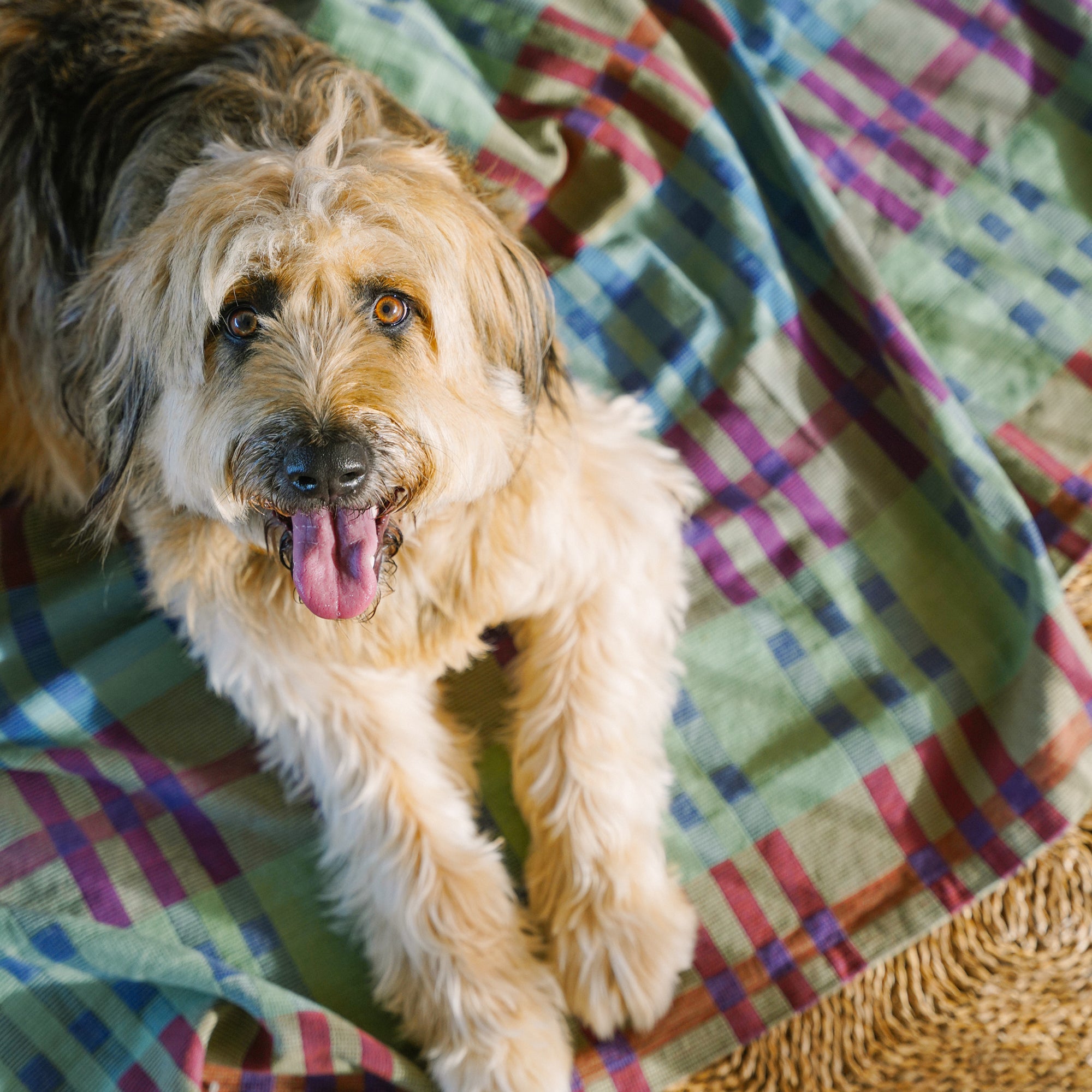 Goodee-Mungo-Fido Woven Cotton Dog Blanket-Stella - Color - Stella