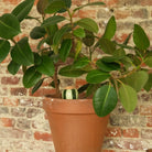 Goodee-Pepin-Olla Self-Watering Pot - Glaze - Color - Green & Green Stripes