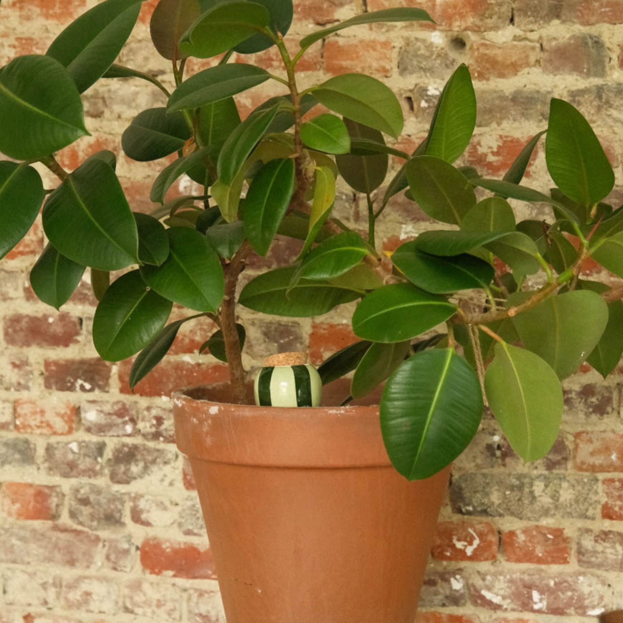 Goodee-Pepin-Olla Self-Watering Pot - Glaze - Color - Green & Green Stripes