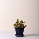 Goodee-Bergs Potter-Copenhagen Ø14 Planter & Saucer - Color - Sapphire Blue Glazed