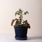 Goodee-Bergs Potter-Copenhagen Ø18 Planter & Saucer - Color - Sapphire Blue Glazed